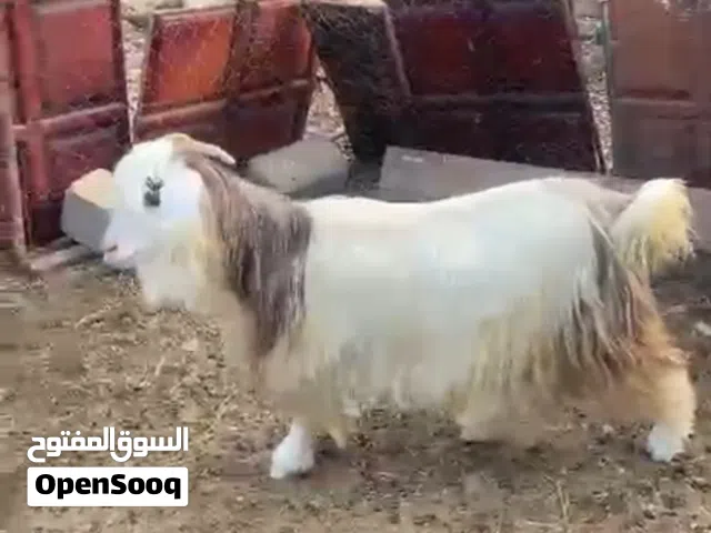 شاه مطعومه نص نص سمنه