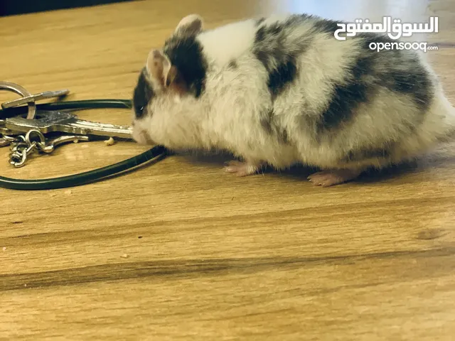 هامستر روسي أعمار مختلفة واللون مختلفة