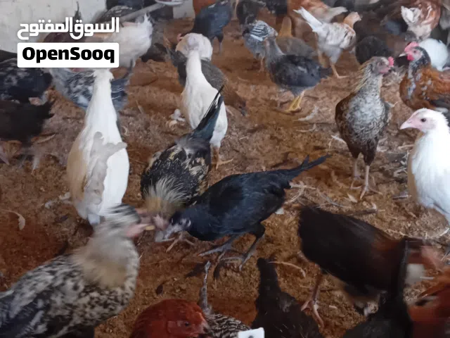 دجاج للبيع