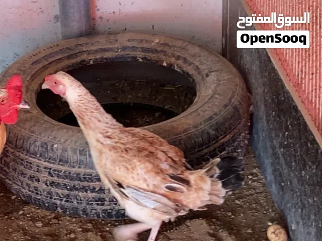 ديك ودجاجه باكستانيه للبيع