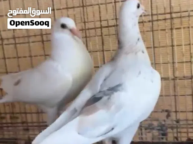 طبه زاجل الموند سعر 10