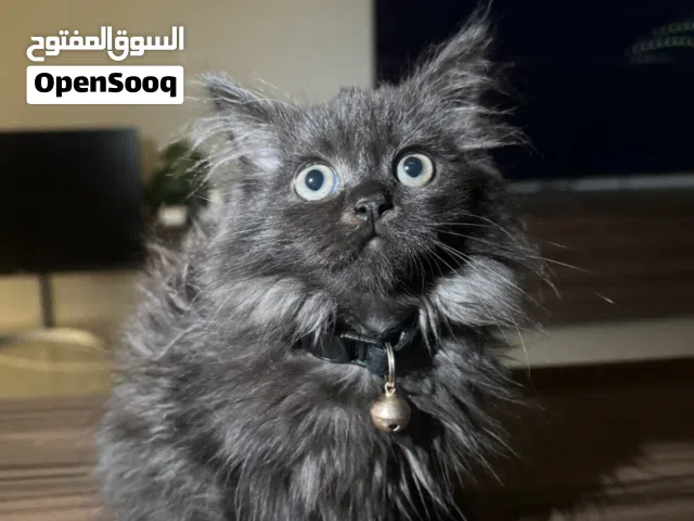 Persian Kitten Female 2 months