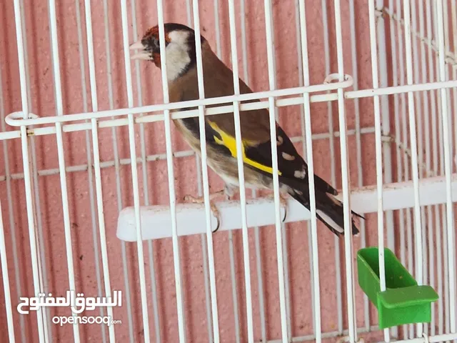 Goldfinch (hasoun) available متوفر حسون سوري