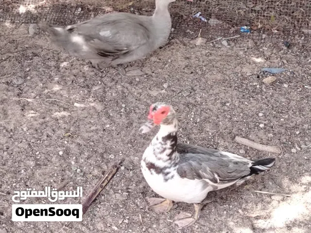 زوج بط مصري للبيع