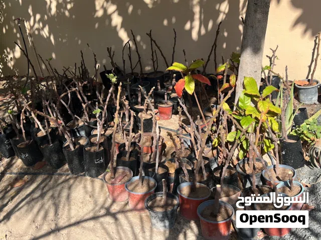 شتلات تين اكثر من ثلاثون نوع للبيع تواصل معي على الرقم