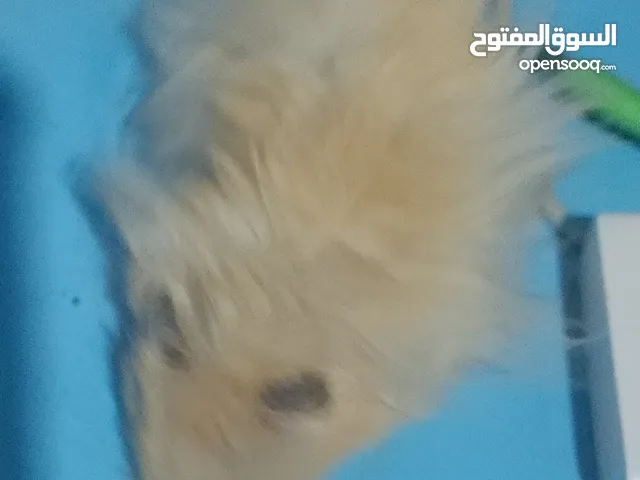 هامستر سوري ذهبي