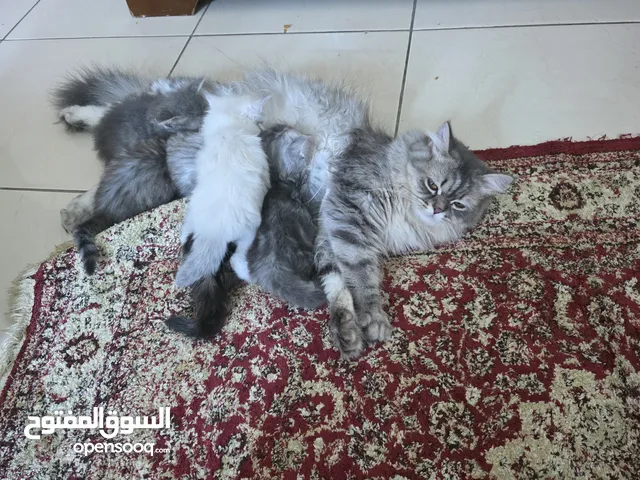 الام شرازي والاب برتش