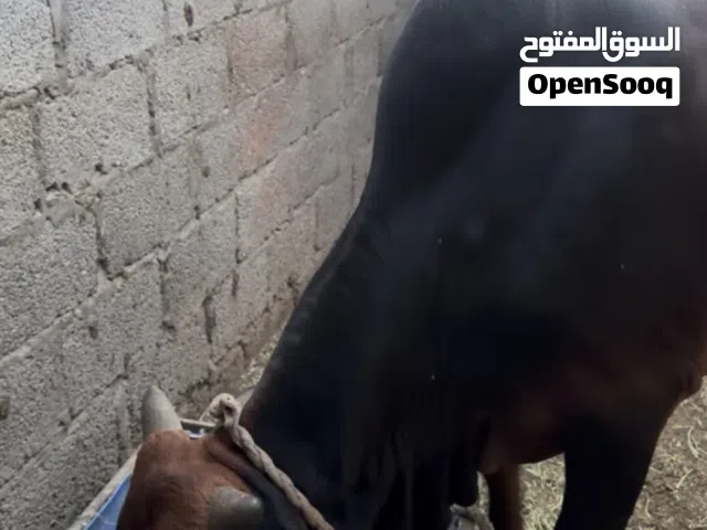 للبيع ثور مطعوم طعام الدار مدة ستة أشهر