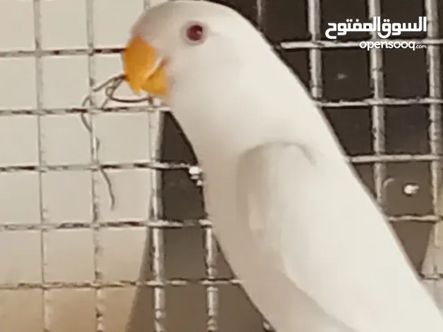 مطير روز البينو عين حمره
