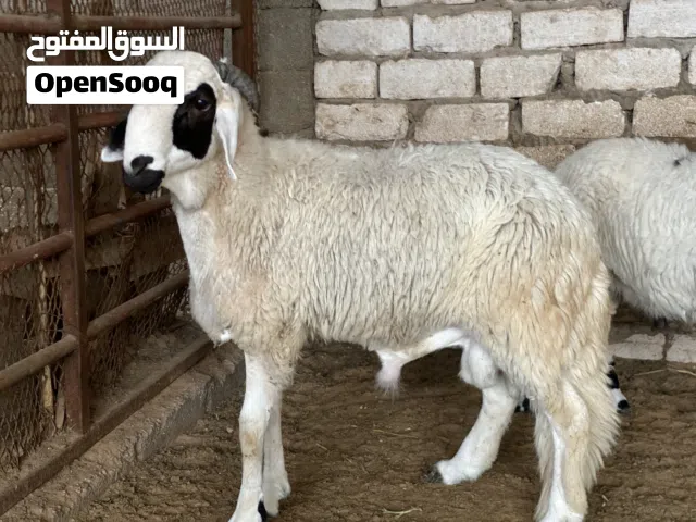 2 خرفان الله يبارك