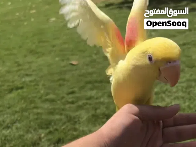 لمحبين التميز و النوادر نيبالي الكسندر طفرة الالتينو اليف جدا مع الاطفال و الكبار حجم طيب و ريش كامل