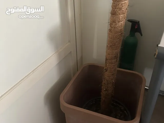 Plant basket.Good looking. Price negotiable