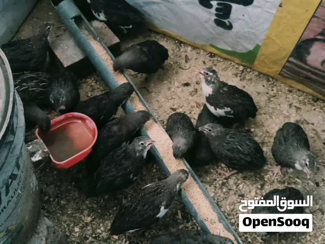 سمان توه بدن يبيضن
