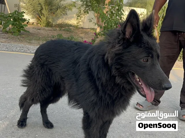 جيرمن شيبرد بلاك جاك 9 اشهر ( التواصل على الواتساب فقط)