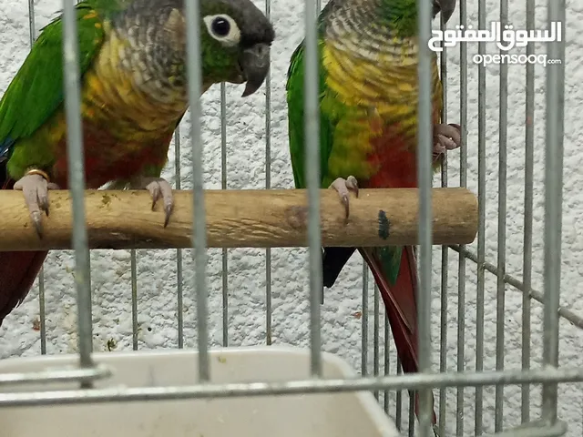 جوز جرين شيك يلوسايد محجلات حجل بلدي