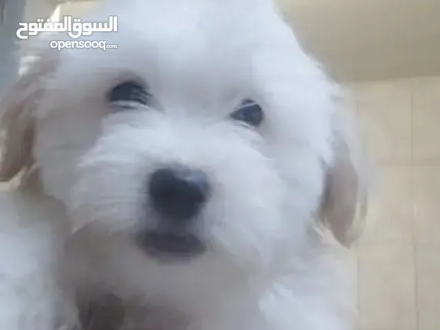 جراوي مالتيز عمر شهرين