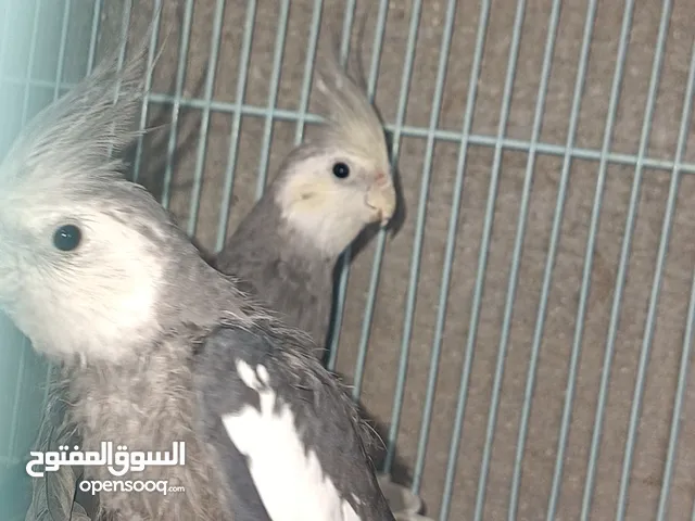 طيور كوكتيل كريمي فيس