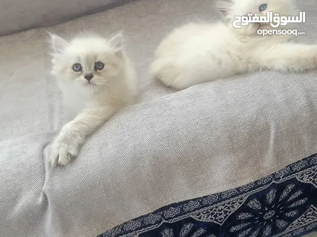 قط سيامي ما شاء الله