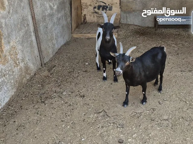 جوز ماعز قزم نوادر