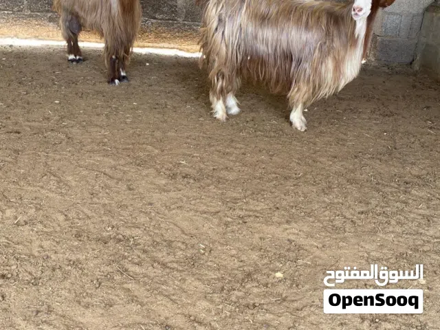 معز اثنين للبيع صاحيات من جميع النواحي صغار في العمر