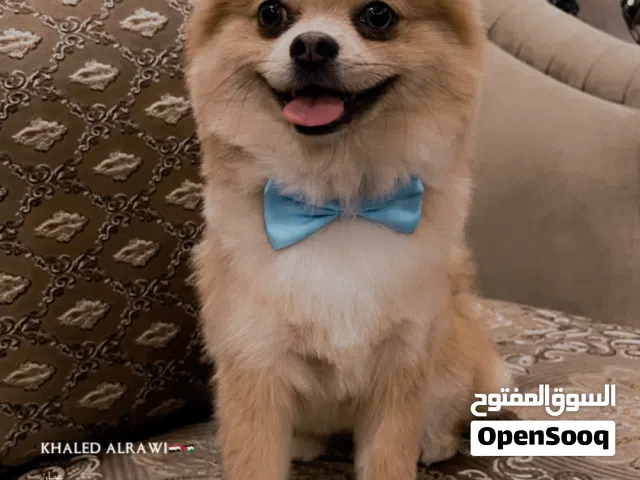 كلب ذكر لعوب فول طاعة حمام خارج البيت كلب بجنن مربي من هوا وصغير سبب البيع السفر عناية بلكلب ممتاز