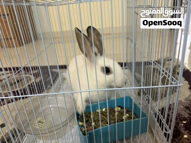 ارنب اليف مع قفص و أكل