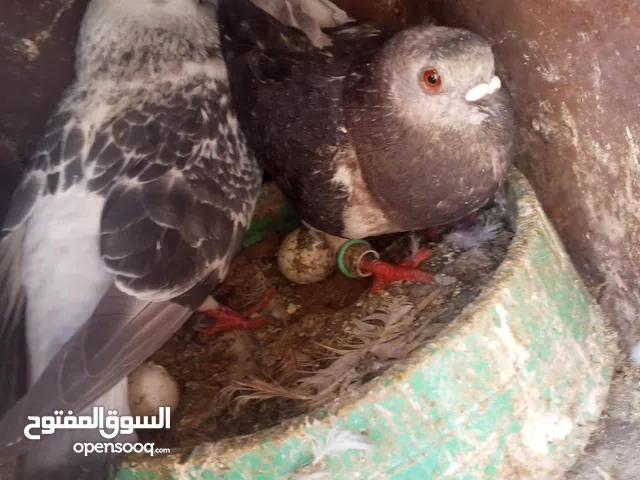 100 حبه مشكلات جواز فحووول طواير
