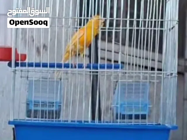 فحل كنار للبيع