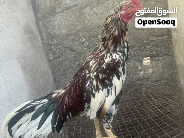 للبيع ديك باسكتاني سندي