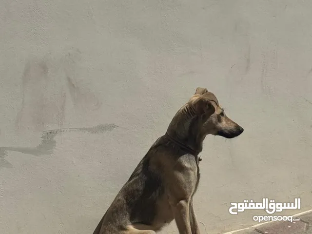 Dog trainer