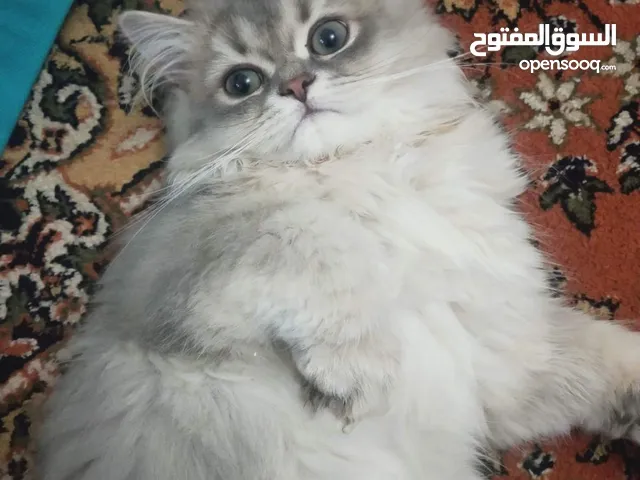 للبيع قط زكر العمر 7 شهور لدي جواز اخد كل لوقحاتو