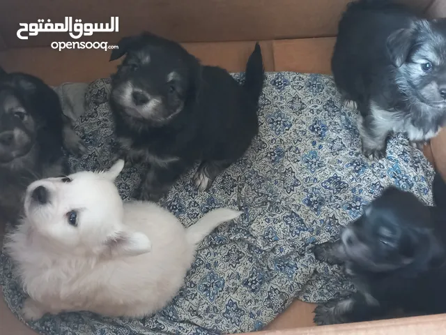 بيع خمسة كلاب فرنسية الأصل الام و الاب