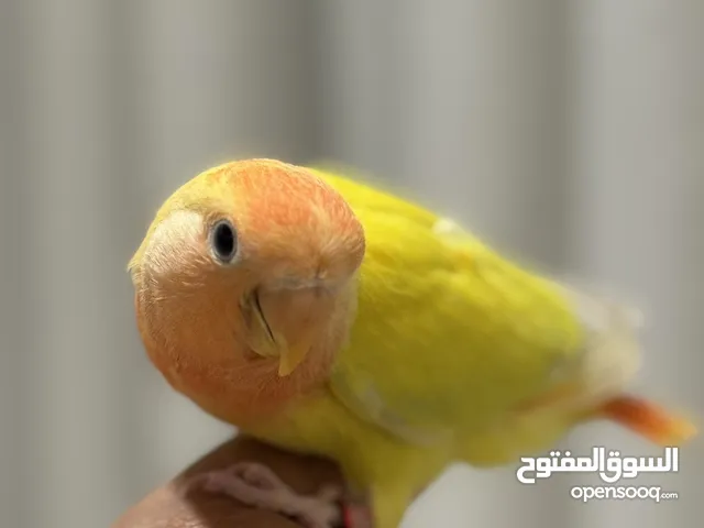 لوف بيرد ربوه