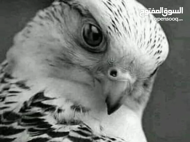 شقة البيع شارع 24