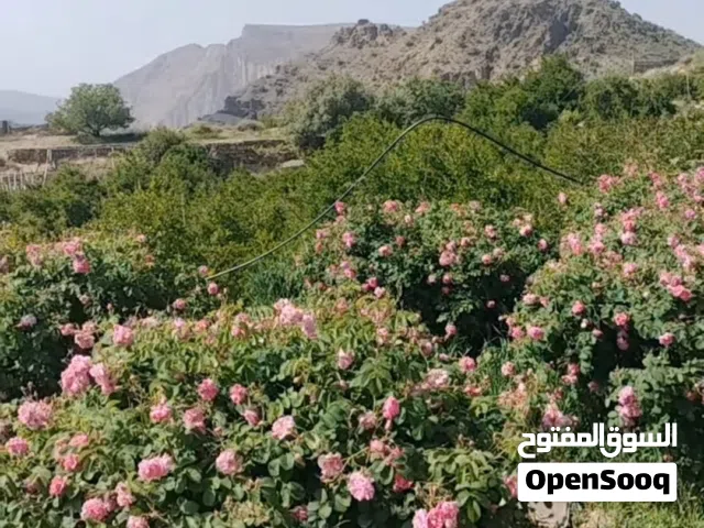 يتوفر شتلات ورد الجبل الاخضر