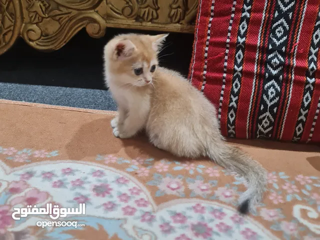 للليع قطه انثى قولدن شانشيلا ny11