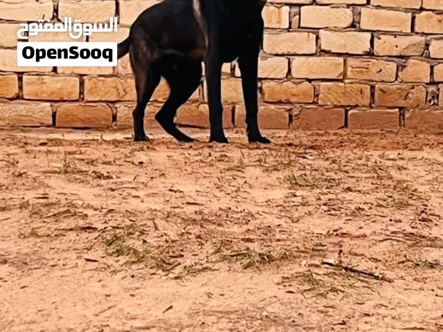 فحل مالينو لتزاوج وليس للبيع