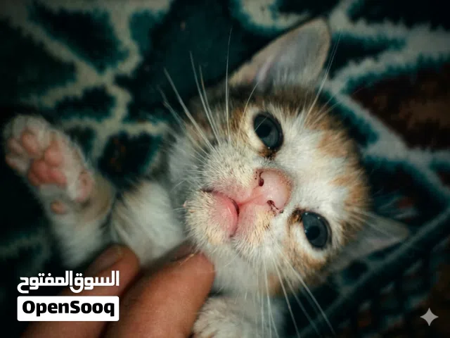 ستة قطط جميلة و لطيفة للبيع