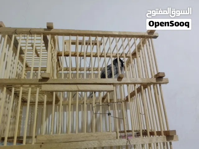 بلبل لبه فحل للبيع