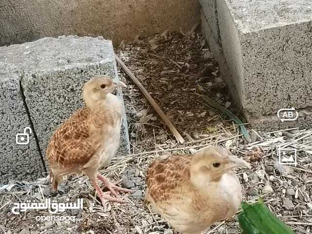 صفارد باكستانية