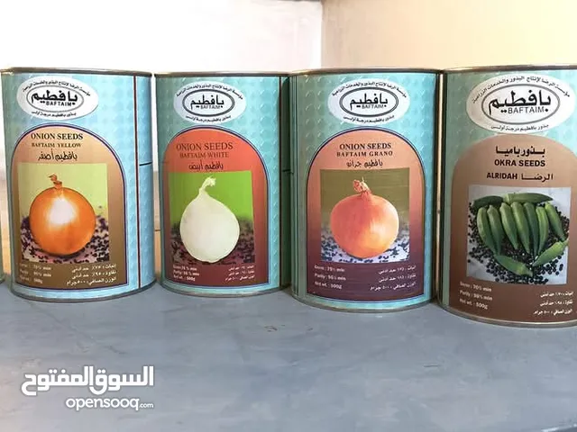 بذور بصل بافطيم محسن واحد