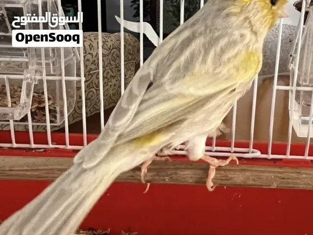 طير كناري ذكر