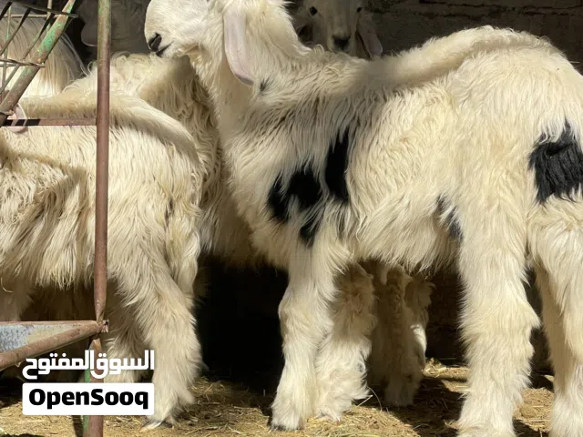 كباشة نجديه العمر6شهور راس ب150ريال