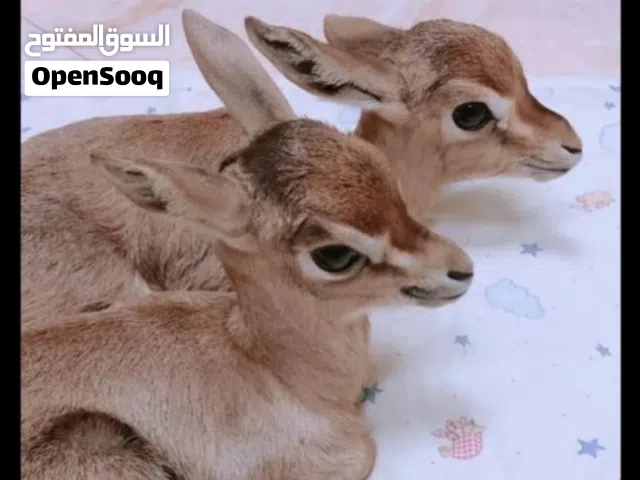 مطلوب كوبية غزال ريم الافضل صغير