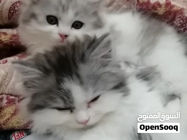 قطط للبيع العمر شهر