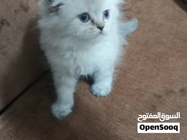 للبيع 6 بساس بعمر 55 يوم   متوفر هملايا أصلي وهملايا مكس سكوتش، بصحة ممتازة ونظافة عالية.   متعود