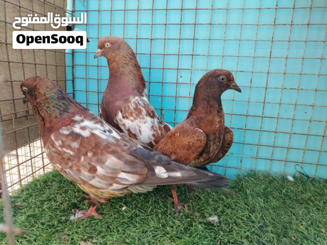 حمام كلاي هندي الطيور قيس الجرداني