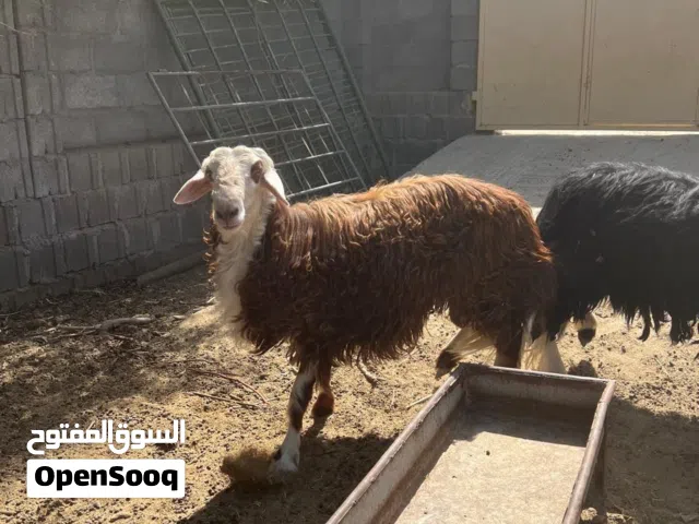 كبشين نجديات للبيع