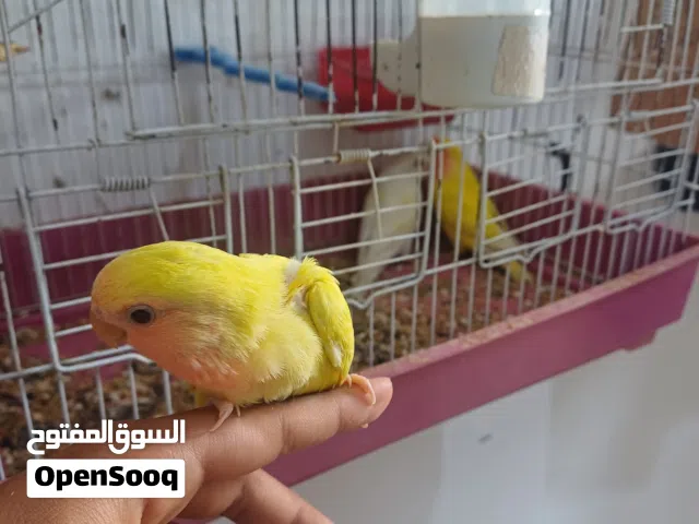 فروخ بركدليلو ترويض الله يبارك جامبو للبيع الطرف بي 100 جمله 90