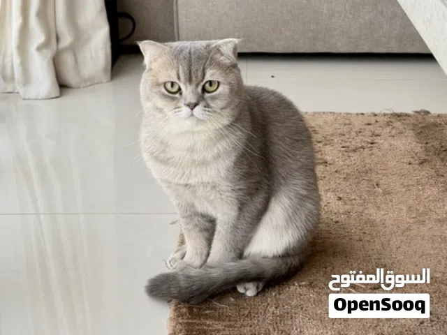 Straight Scottish & Russian breed for sale !!